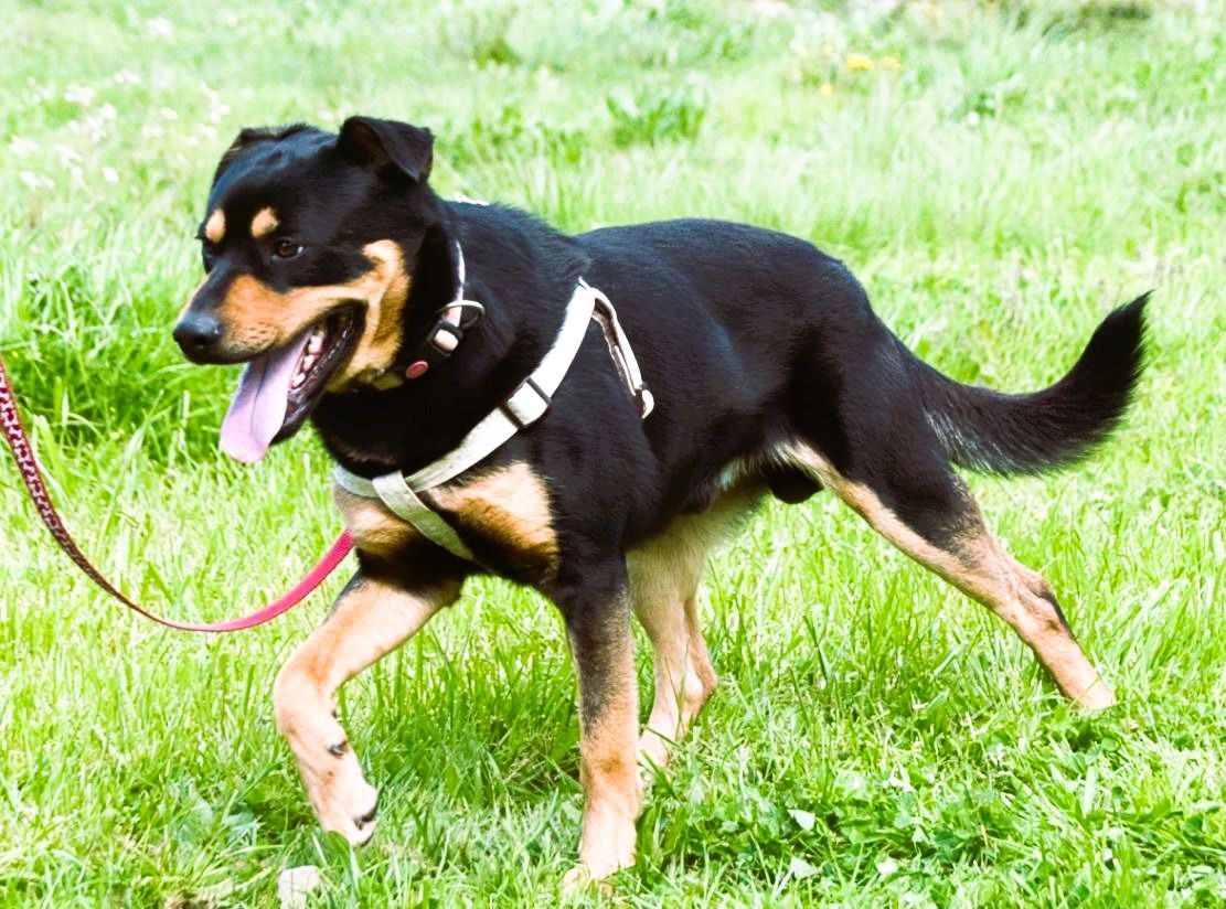 Calvin - ein sanfter Freund