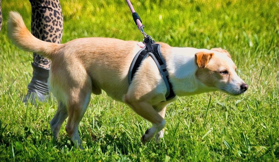 Dakar - ein sanfter Schatz