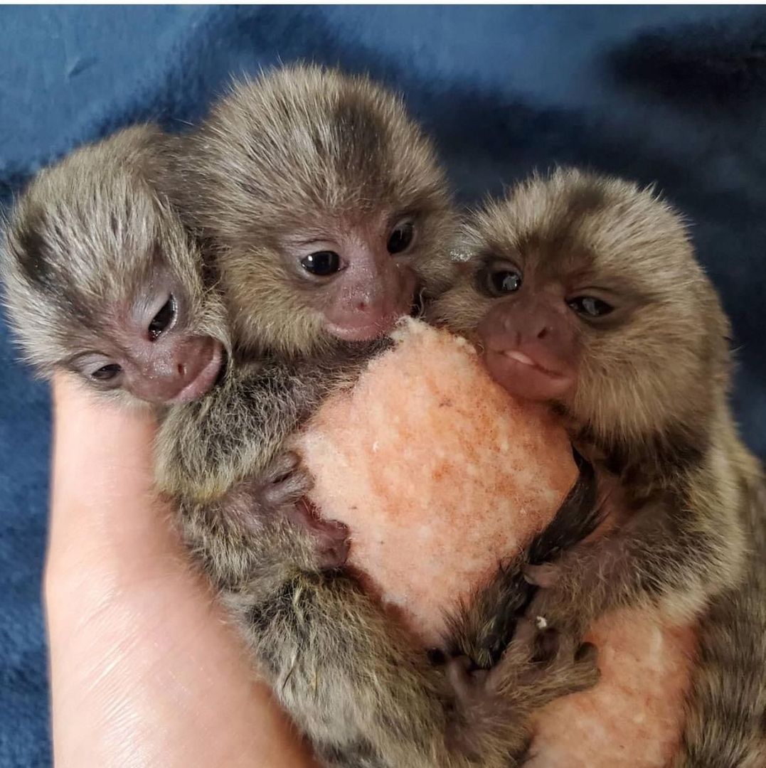 Männliche und weibliche Marmosetten-Affen verfügbar