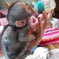 Kapuzineräffchen suchen ein neues Zuhause