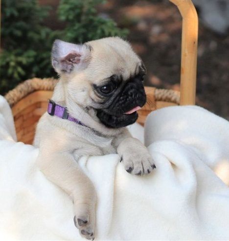 Wunderschöne Mops-Welpen verfügbar!