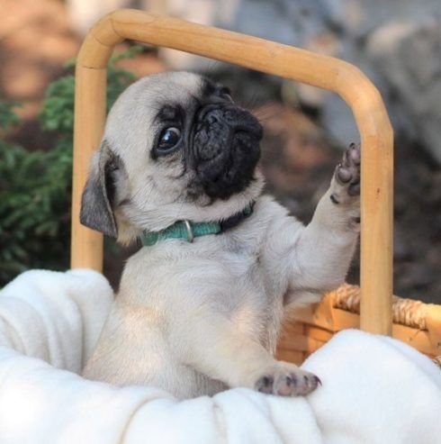 Wunderschöne Mops-Welpen für ein liebevolles Zuhause!