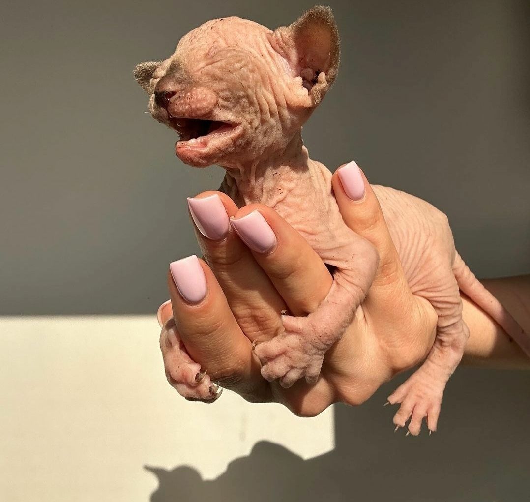 Bezaubernde Sphynx-Kätzchen