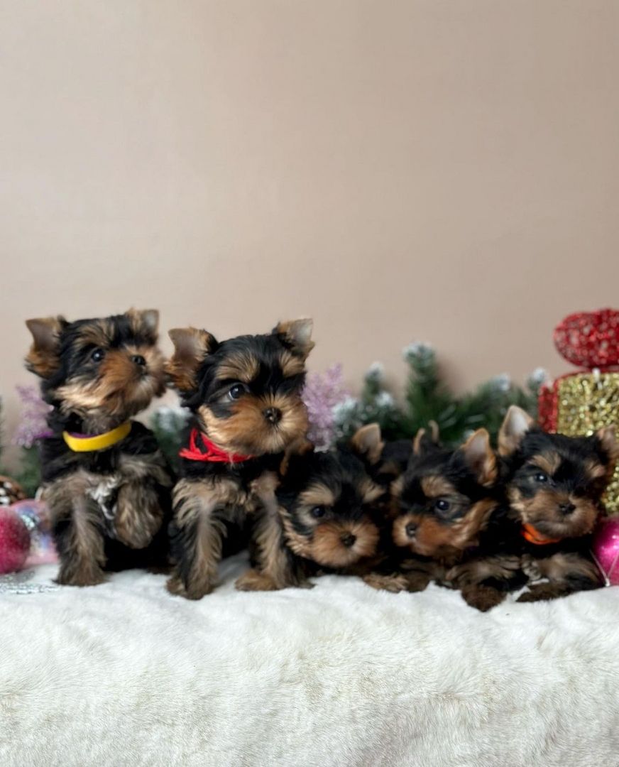 Yorkshire-Welpen abzugeben