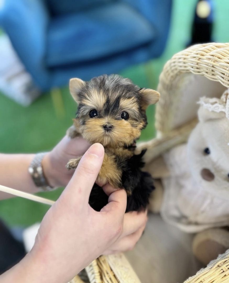 Yorkshire-Terrier-Hündin