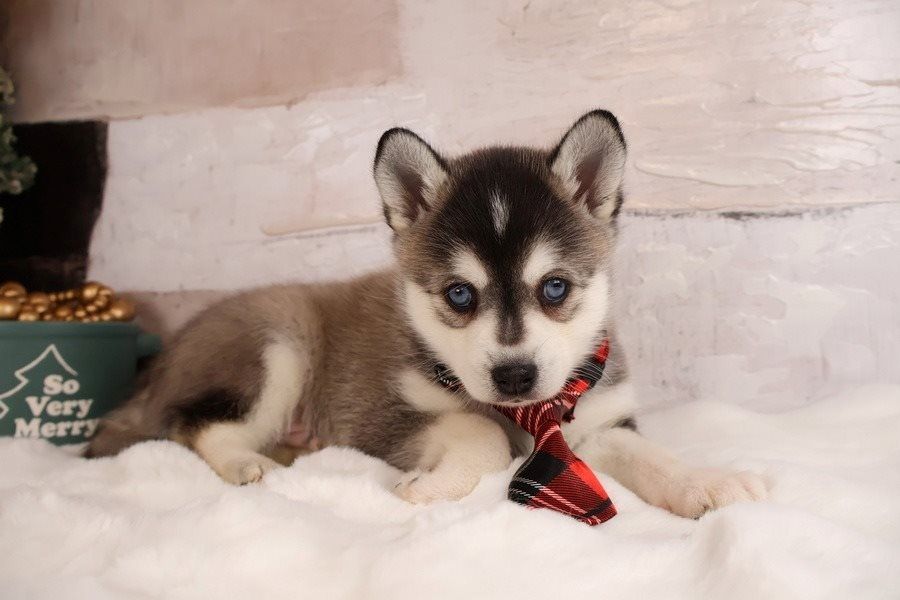 Alaskan Klee Kai Welpe zu verkaufen.