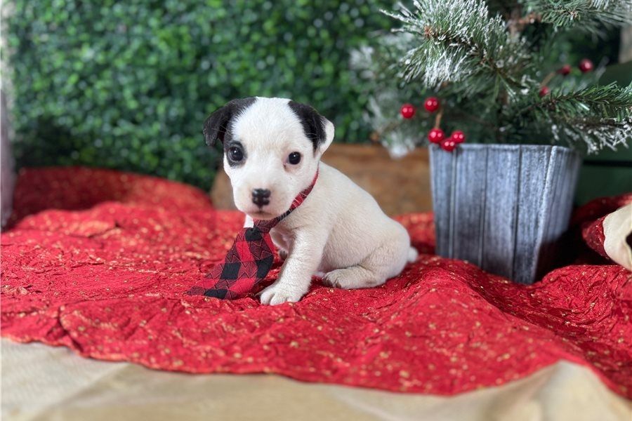 Jack Russell Terrier Welpen zu adoptieren.