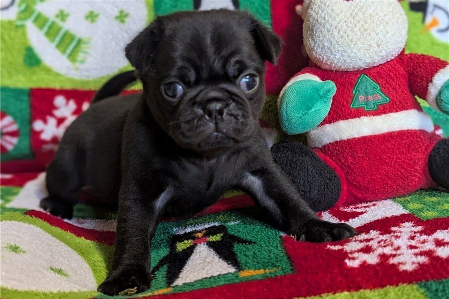 Rüden und Hündinnen von Pudel welpen abzugeben.