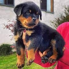 Niedliche Rottweiler welpen suchen ein neues Zuhause.