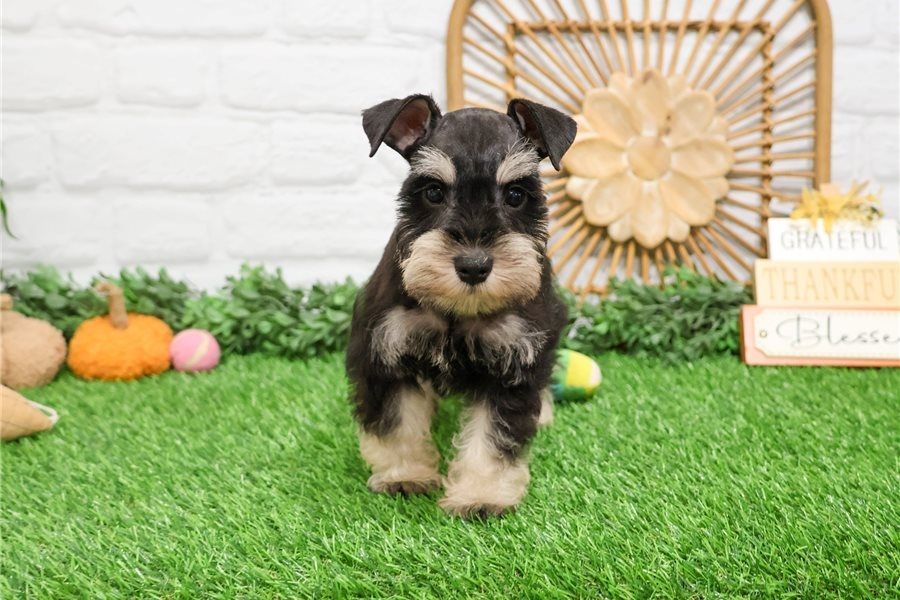 Zwergschnauzer zu verkaufen.