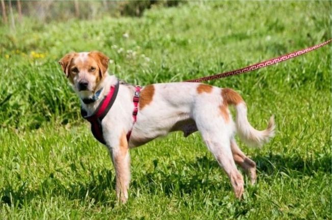 Amigo - möchte wieder dazugehören