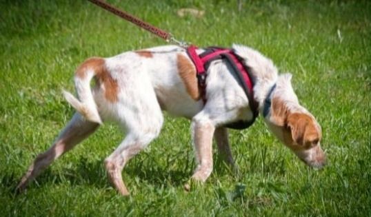 Amigo - möchte wieder dazugehören