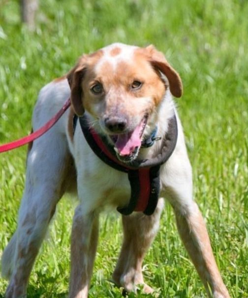 Amigo - möchte wieder dazugehören