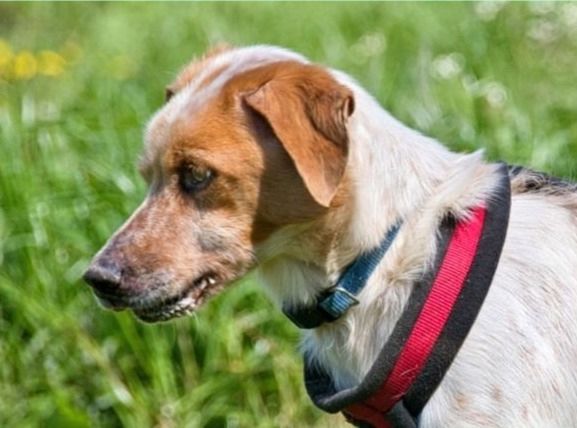 Amigo - möchte wieder dazugehören