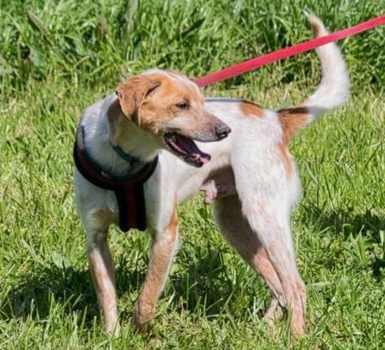 Amigo - möchte wieder dazugehören