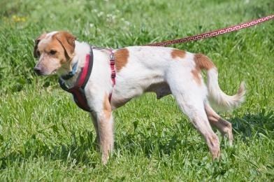 Amigo - möchte wieder dazugehören