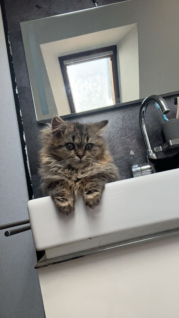 Dringend !!!! Britischlanghaarkatze sucht zeitnah ein neues Zuhause