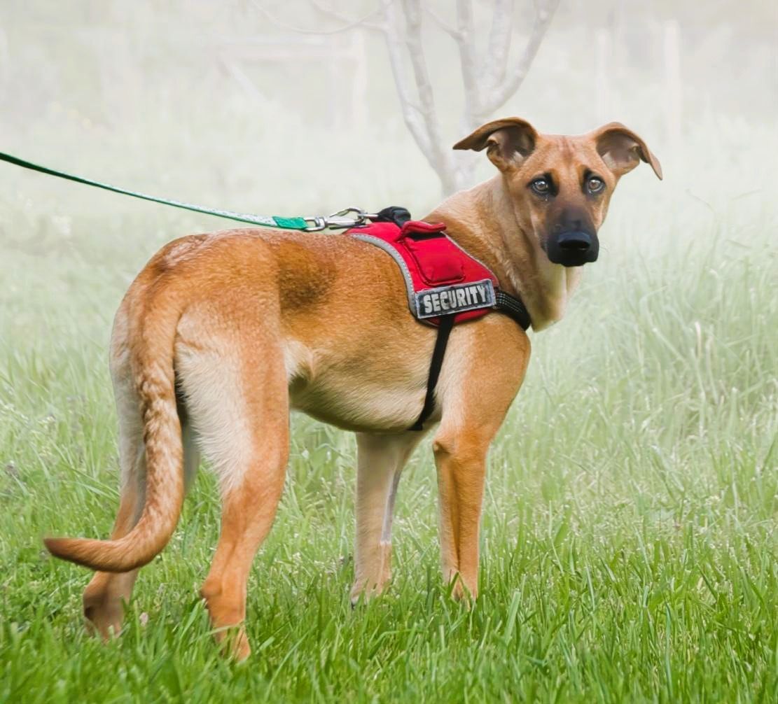 Delano - voller Charme und Lebensfreude