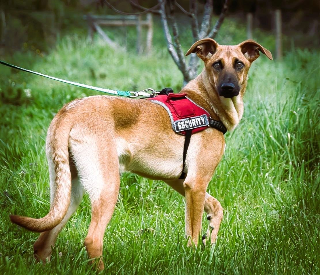 Delano - voller Charme und Lebensfreude