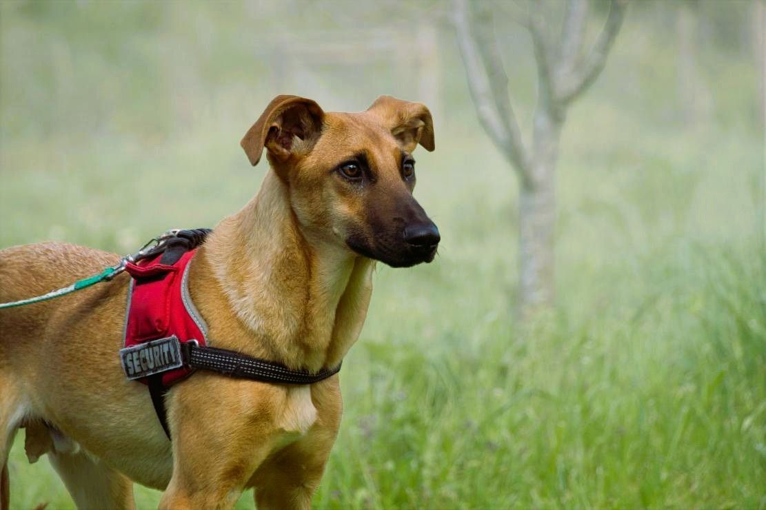 Delano - voller Charme und Lebensfreude