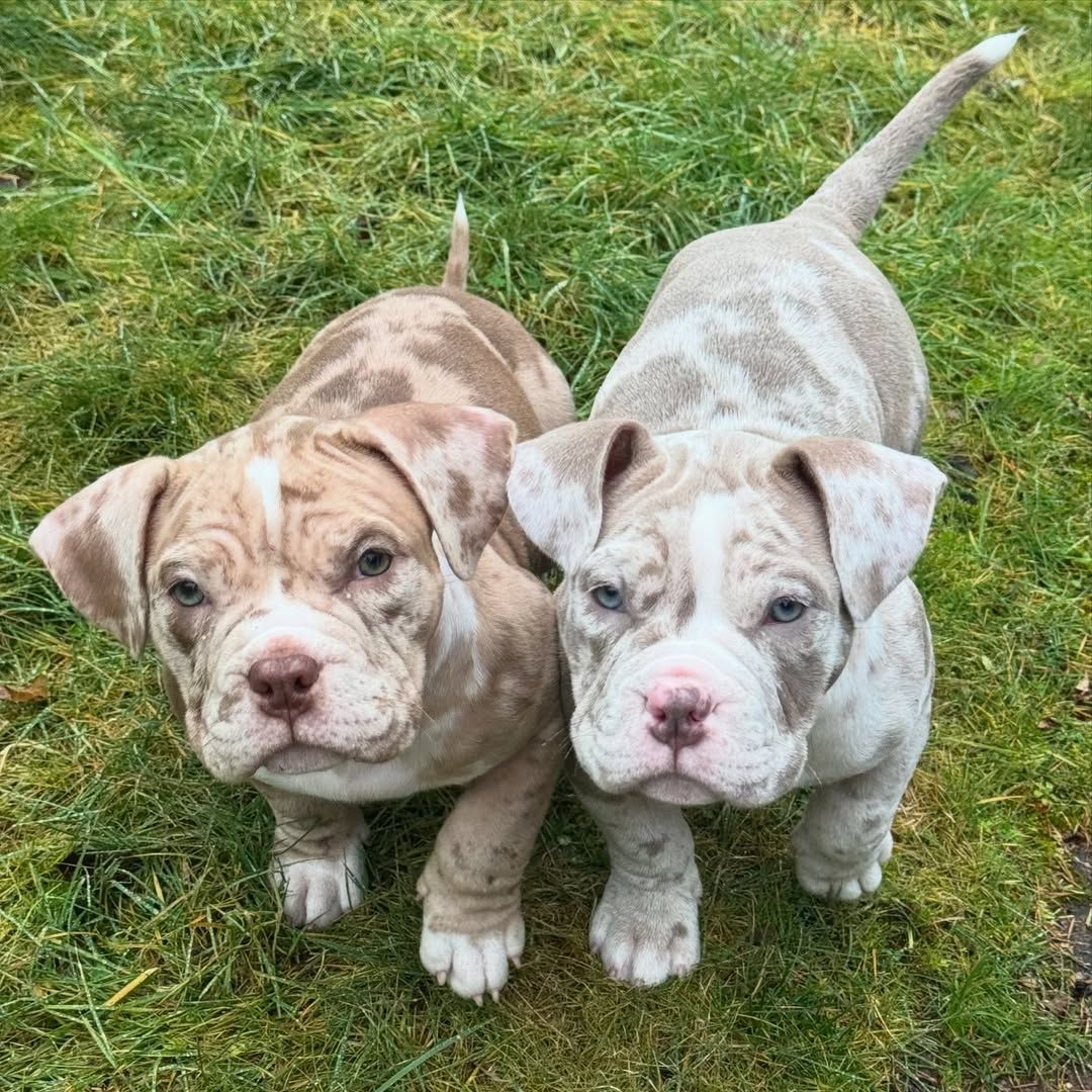 American Pocket Bully Welpen – kompakt, muskulös & liebevoll aufgezogen