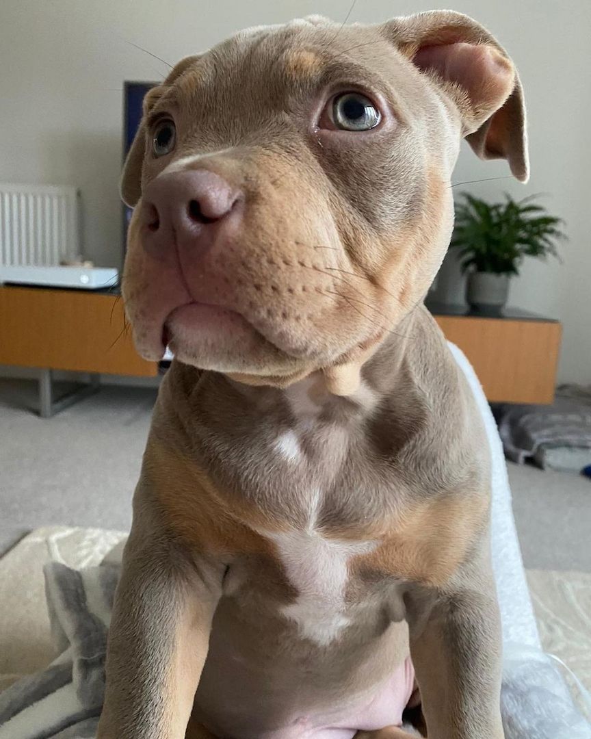 American Pocket Bully Welpen – kinderlieb, loyal & bestens sozialisiert