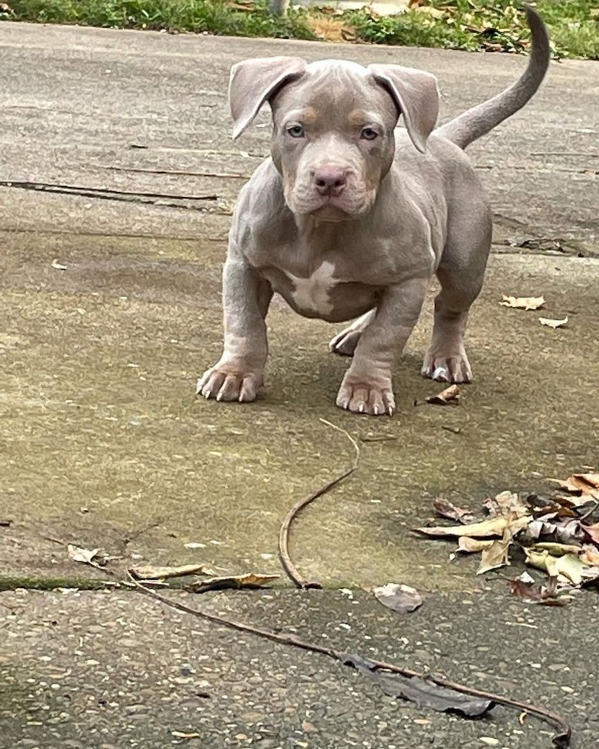 Hochwertige American Pocket Bully Welpen – liebevoll aufgezogen