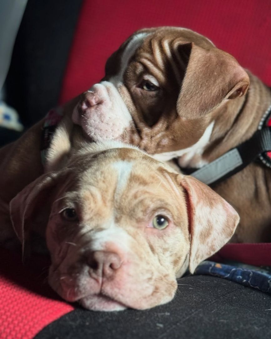 American Pocket Bully Welpen – verspielt, loyal & familienfreundlich