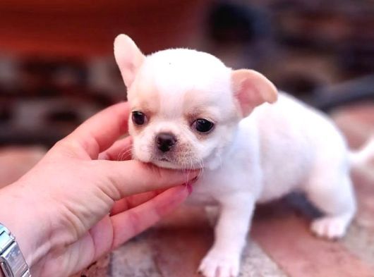 Superniedliche Chihuahua-Welpen