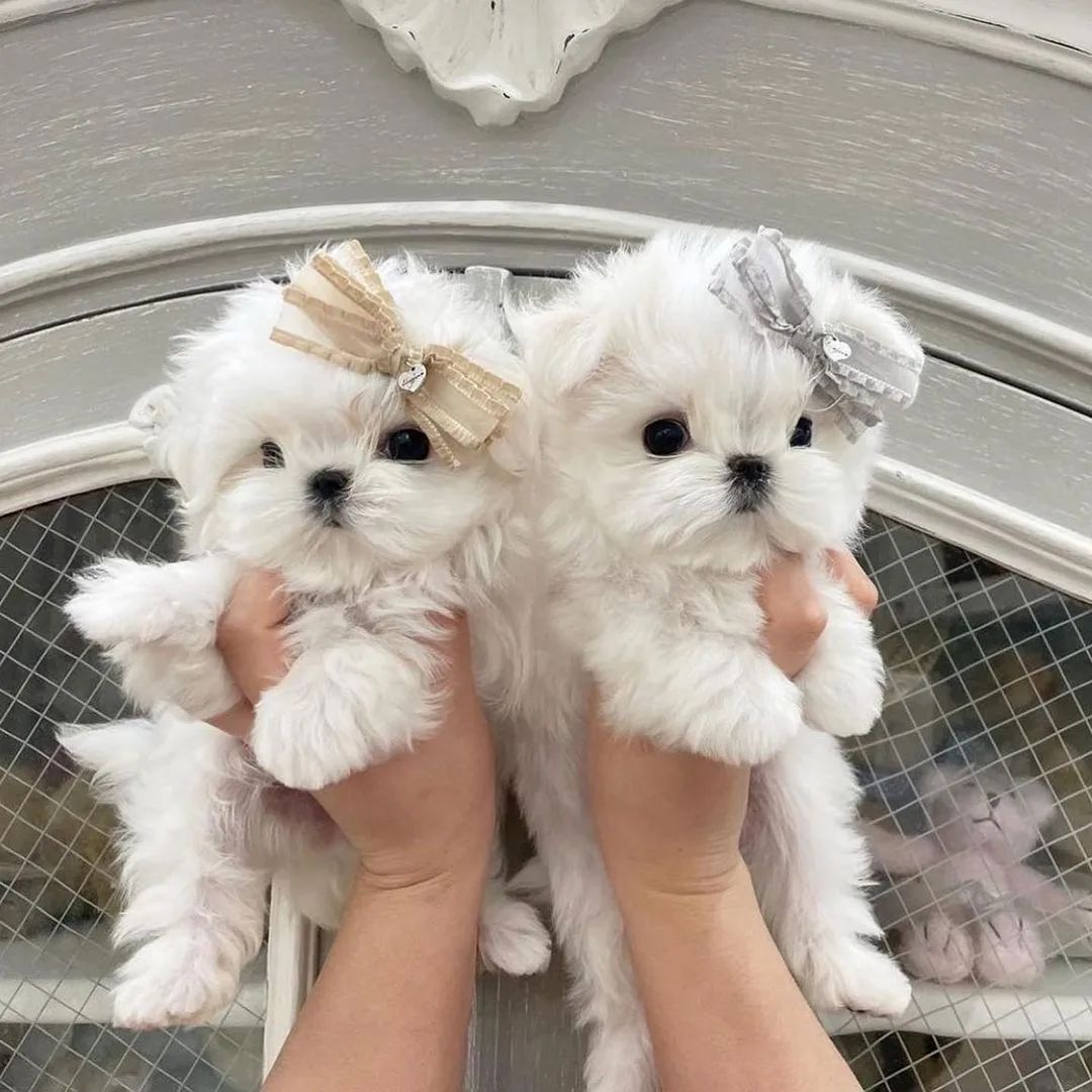 Wunderschöne Malteserwelpen (Rüden und Hündinnen) abzugeben