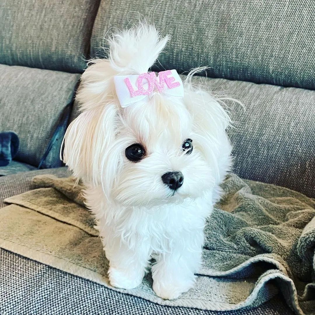 Zwei wunderschöne Malteserwelpen