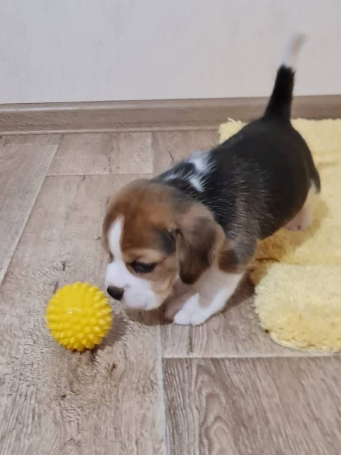 Wunderschöne Beagle-Welpen suchen ein neues Zuhause