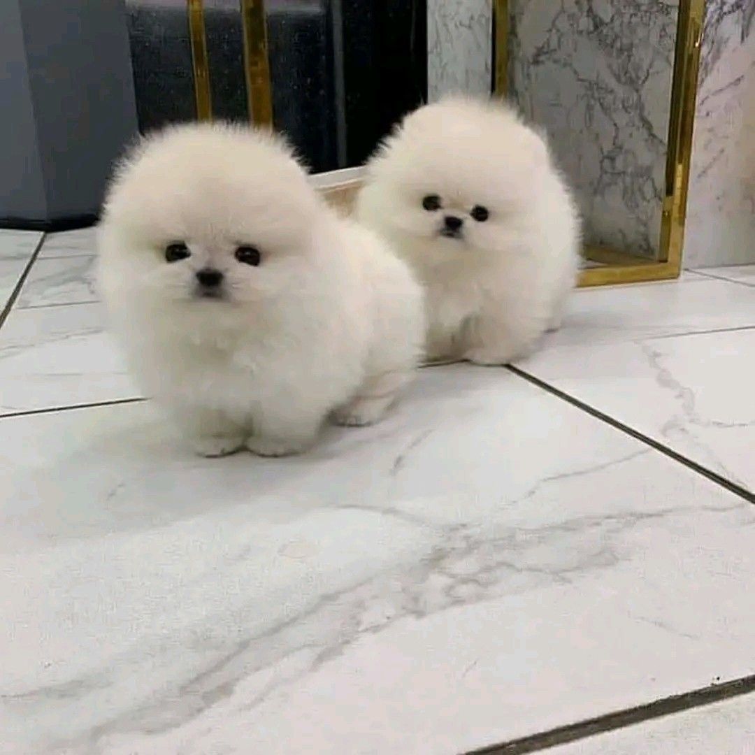 Spzit Pomeranian Welpen