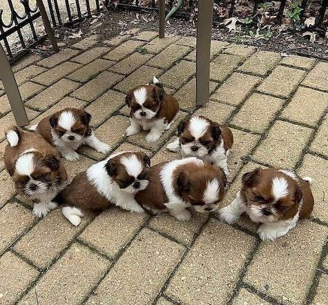Shih Tzu Welpen