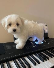 Wunderschöne Maltipoo-Welpen