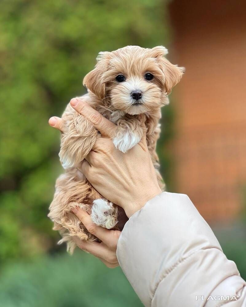 Liebevolle Maltipoo-Welpen