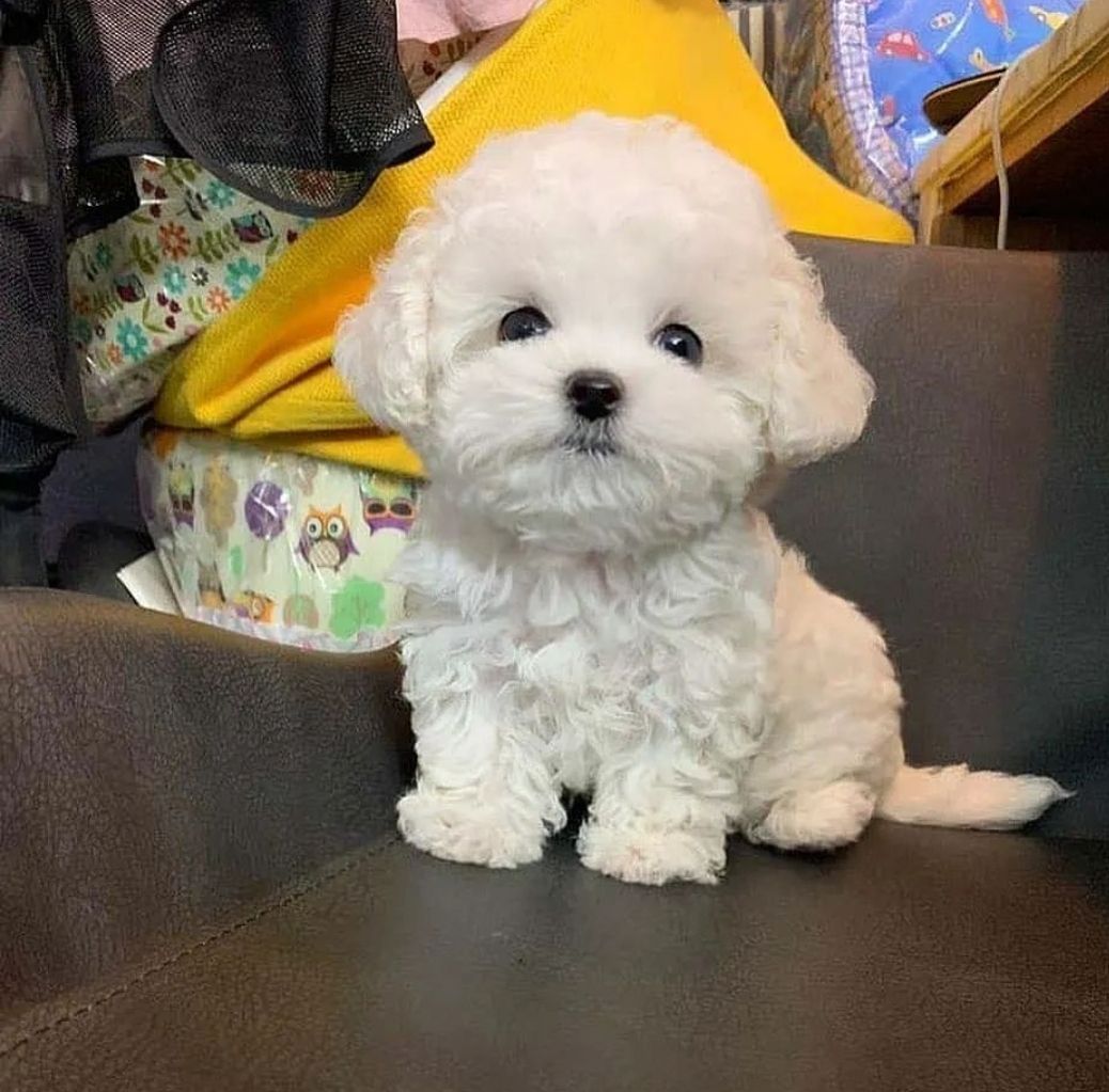 Niedliche Maltipoo-Welpen