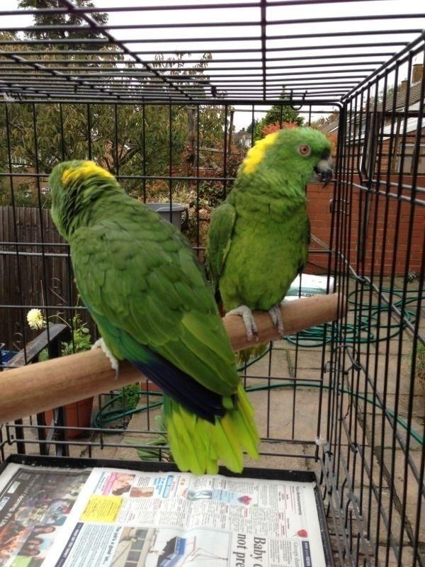 Velmi mazliví ochočení amazonští papoušci žlutohlaví