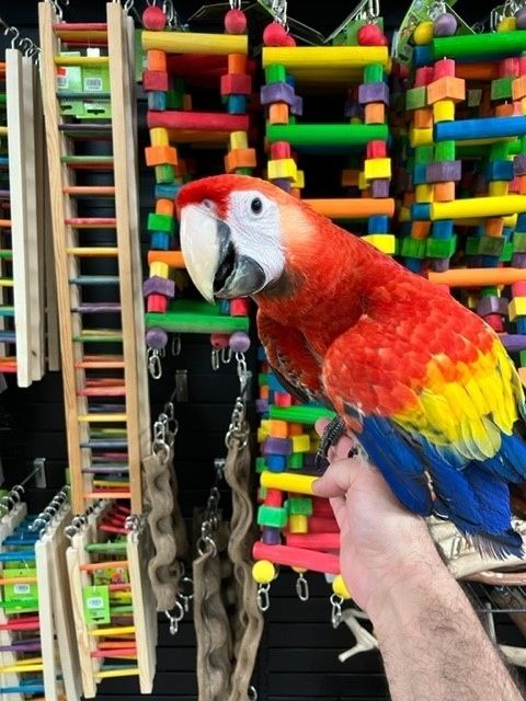 Von Hand aufgezogene junge Scharlacharas