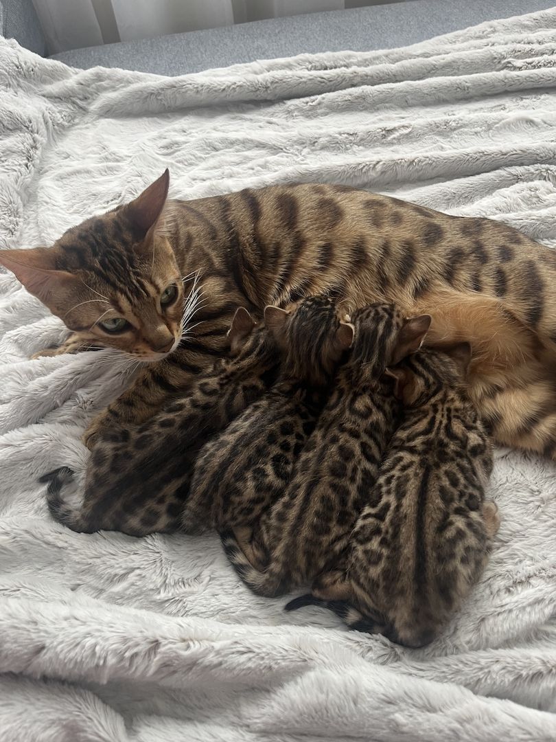 Exklusive Bengal Kitten mit traumhaftem Rosettenmuster – Abgabe ab Ende Juni