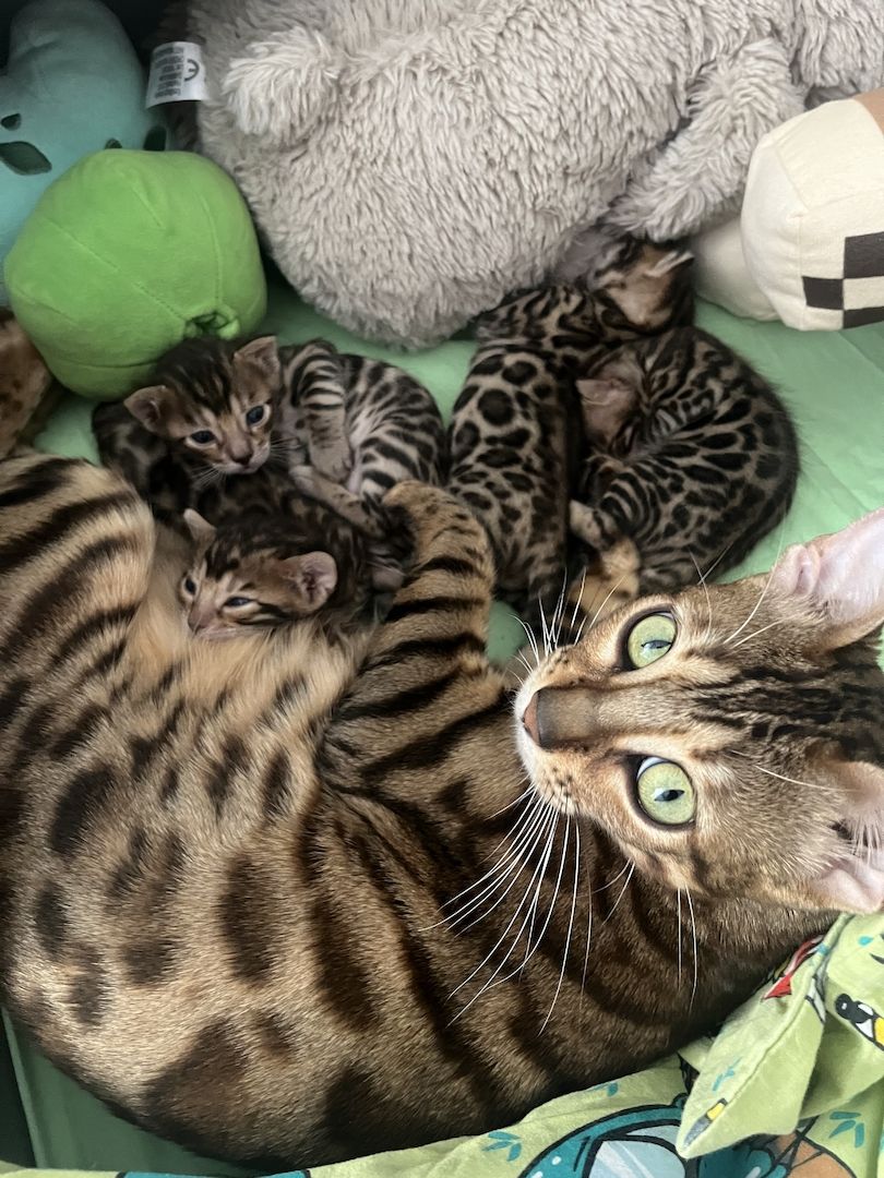 Exklusive Bengal Kitten mit traumhaftem Rosettenmuster – Abgabe ab Ende Juni