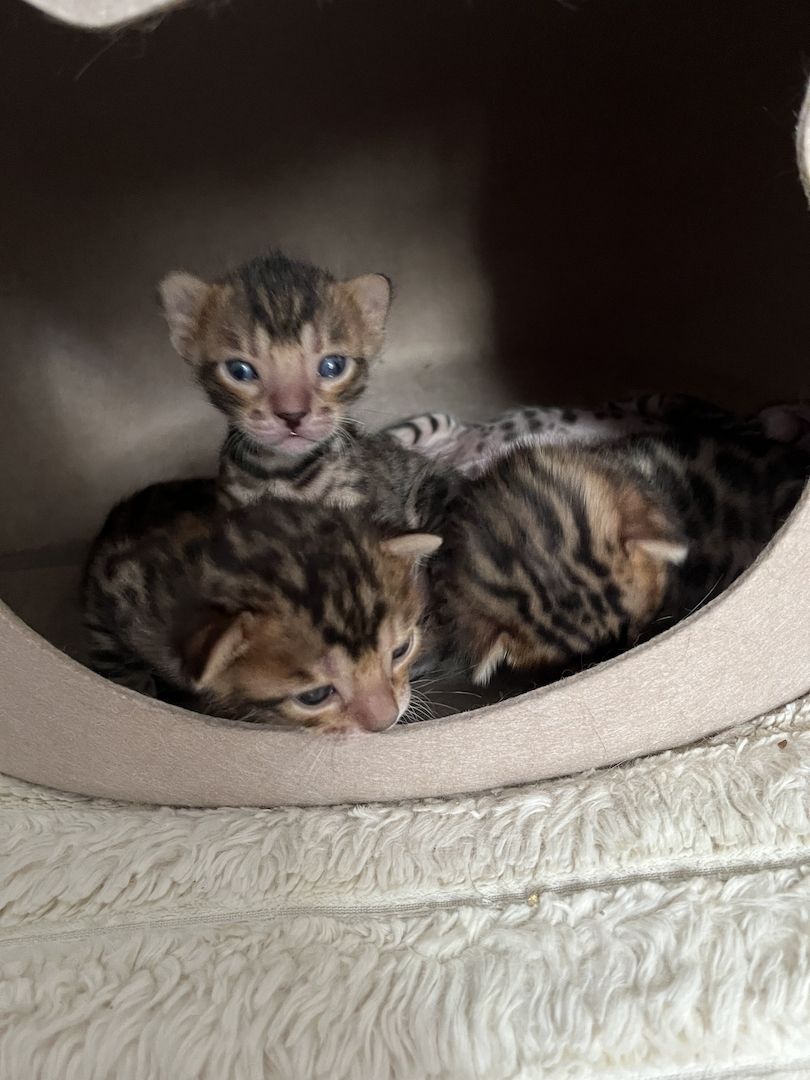 Exklusive Bengal Kitten mit traumhaftem Rosettenmuster – Abgabe ab Ende Juni