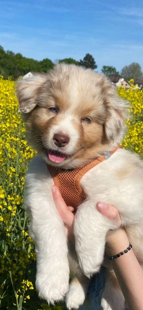 Australian Shepherd-Welpen suchen ab 01.05.2026 ihr für-immer-Zuhause