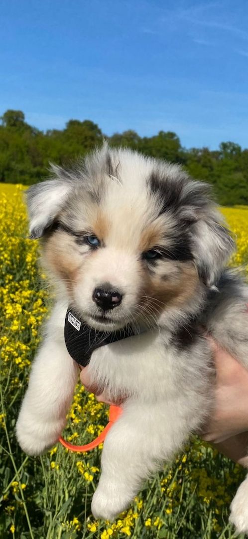 Australian Shepherd-Welpen suchen ab 01.05.2026 ihr für-immer-Zuhause