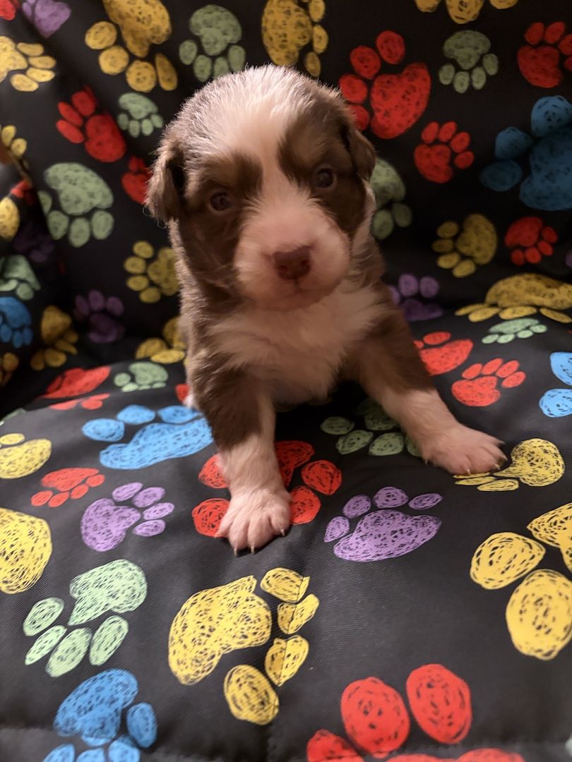 10 Supersüsse Australian Shepherd Welpen suchen zum 29.05.2026 ihr Für-immer-Zuhause