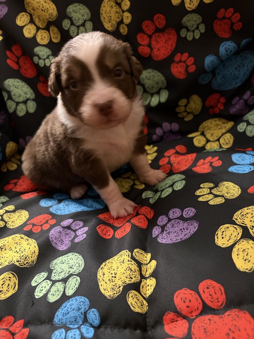 10 Supersüsse Australian Shepherd Welpen suchen zum 29.05.2026 ihr Für-immer-Zuhause