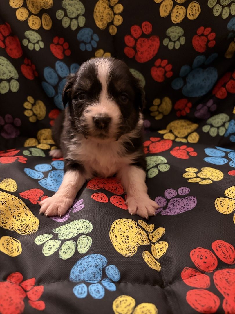 10 Supersüsse Australian Shepherd Welpen suchen zum 29.05.2026 ihr Für-immer-Zuhause