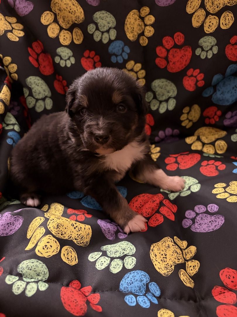 10 Supersüsse Australian Shepherd Welpen suchen zum 29.05.2026 ihr Für-immer-Zuhause