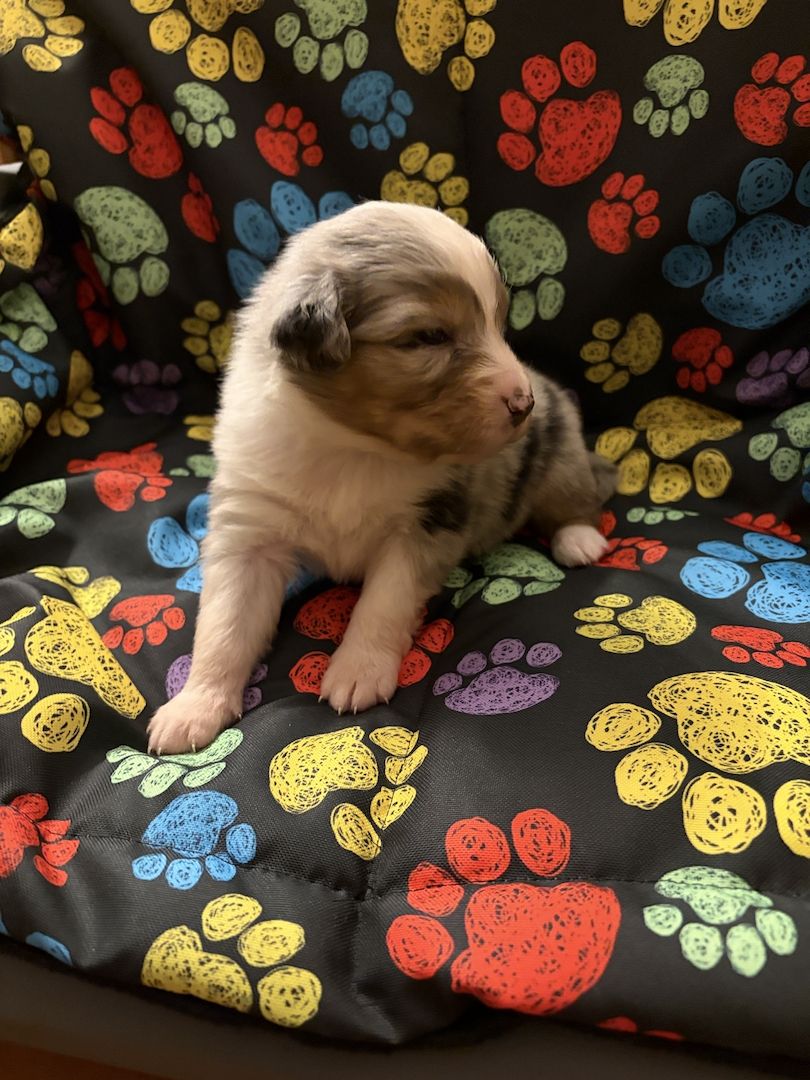 10 Supersüsse Australian Shepherd Welpen suchen zum 29.05.2026 ihr Für-immer-Zuhause