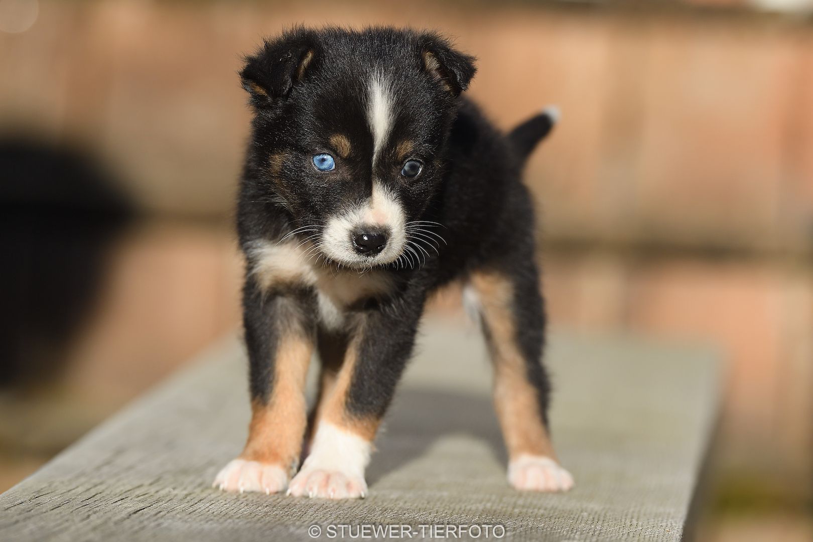 Süsse Australian Shepherd-Welpen suchen ihr Für-Immer-Zuhause ab 22.04.2026
